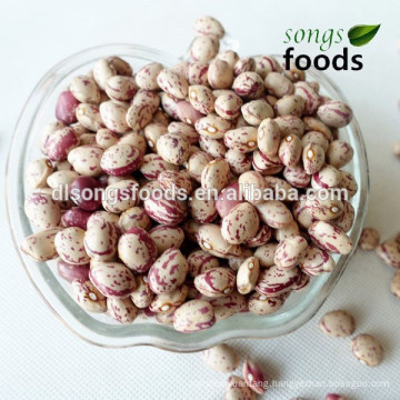 Canned Bean Light Speckled Kidney Beans Xinjiang Round